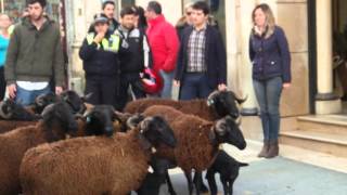 Ovelhas desfilaram na Baixa de Coimbra para promover Festa do Queijo de Oliveira do Hospital