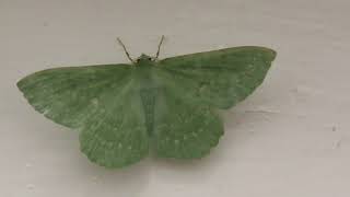 A.k.5000 Large Emerald Moth