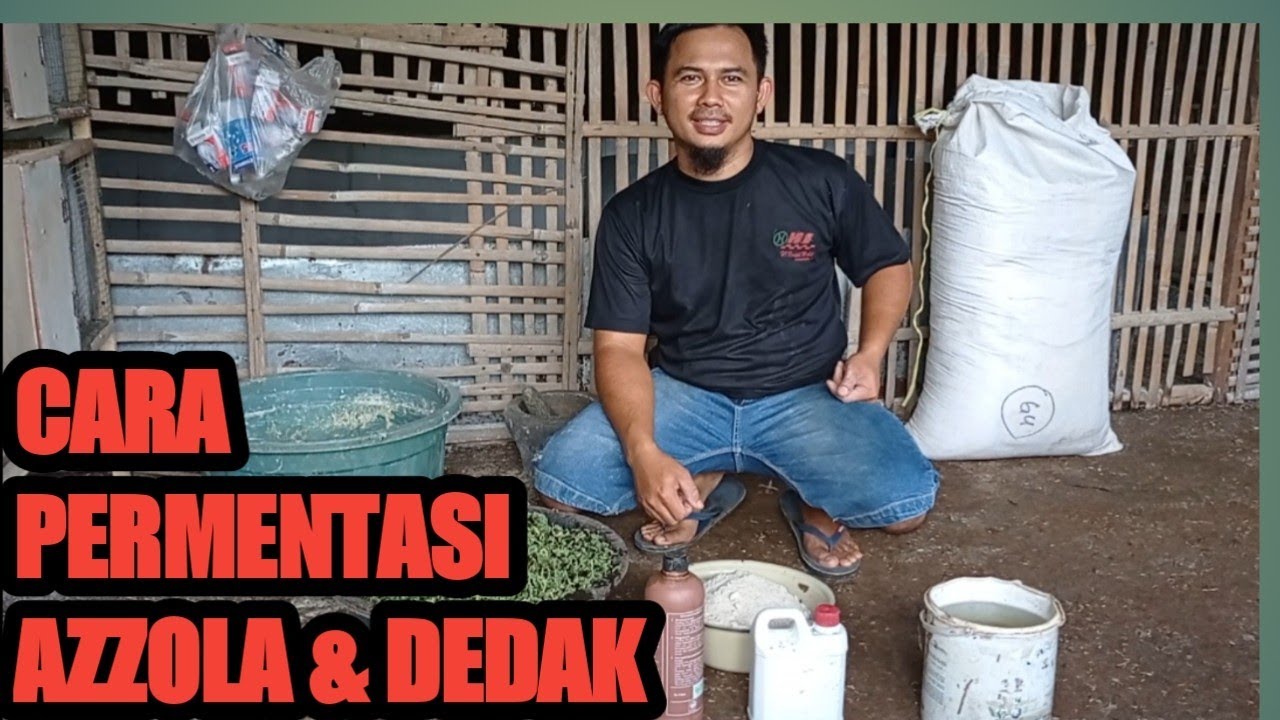 CARA PERMENTASI AZOLLA & DEDAK PADI PROTEIN BERTAMBAH. #azolla #subang #085222733316