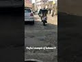perfect example of balance #trending #trendingshorts #lifebalance #dogsbalanceonbike #doglover #dog