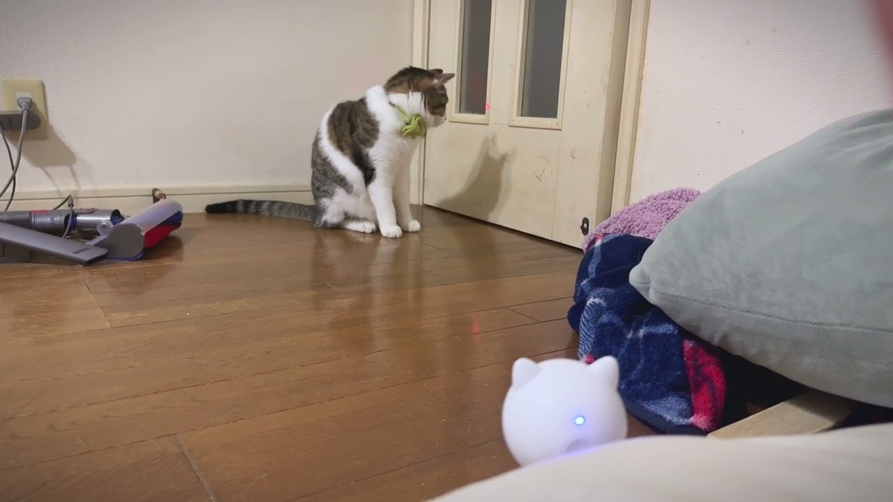 猫 - YouTube