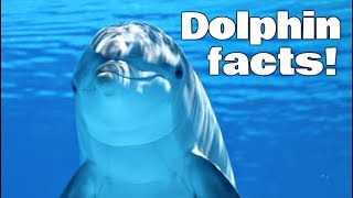 Dolphin Facts for Kids | Cl****room Edition Animal Learning Video
