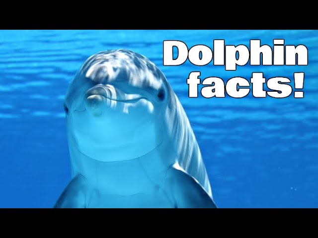 Dolphin Facts for Kids | Classroom Edition Animal Learning Video - YouTube