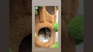adorable cat tree house ? ??♥️ viral cats catlover shorts shortsfeed