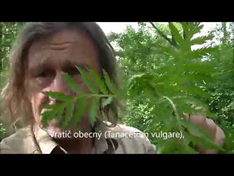 Přírodní repelent  Vratič obecný (Tanacetum vulgare)