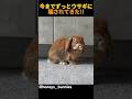 今までずっとウサギに騙されてきた!!