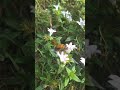 Central Florida Fall Weather / Honey Bees