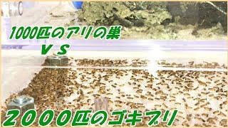 蟻戦争Ⅲ126 2000匹のゴキブリの中にアリを解き放ったら、泥沼の戦争が起こった。編2000 roaches vs Ant