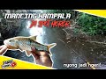 CASTING IKAN HAMPALA DAN GABUS DI SPOT HOROR | HAMPALA PURBALINGGA