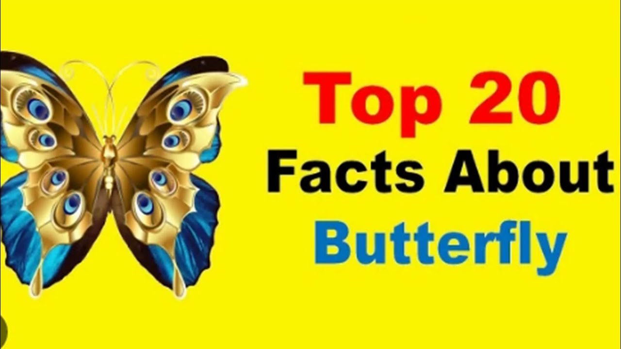 Amazing animals - Butterflies- حيوانات مذهلة - الفراشات