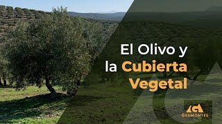 El Olivo y La Cubierta Vegetal