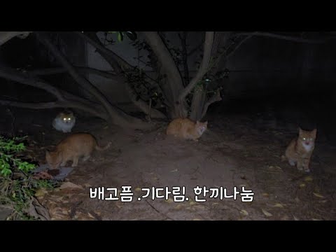 새로운 아이들을 만났습니다, 매일밤 이렇게 기다리는데 안가면 얼마나 실망 할까요, 힘들지만 가야만하는 밥배달!