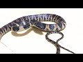 沖縄のヘビ、アカマタ【ヘビ】 #Short