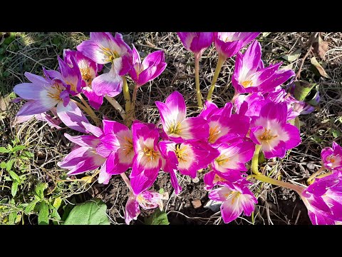 Безвременник осенью/когда сажать/как размножать/