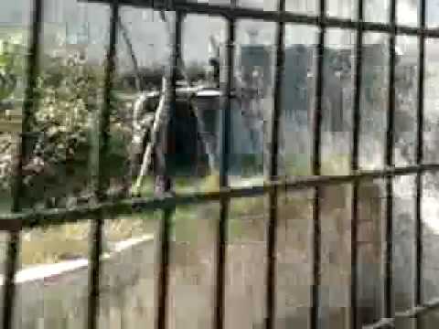 Hukku monkey delhi zoo