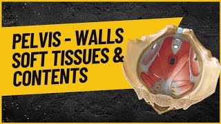 Pelvis - Walls, Soft tissues & Contents | Dr Nithin K Raju screenshot 5