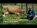 Podología Bovina: Las Claves para Prevenir y Tratar Cojeras de Ganado -TvAgro por Juan Gonzalo Angel
