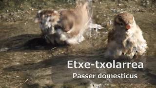 Etxe-txolarrea (Passer domesticus), #TxoriaTxio