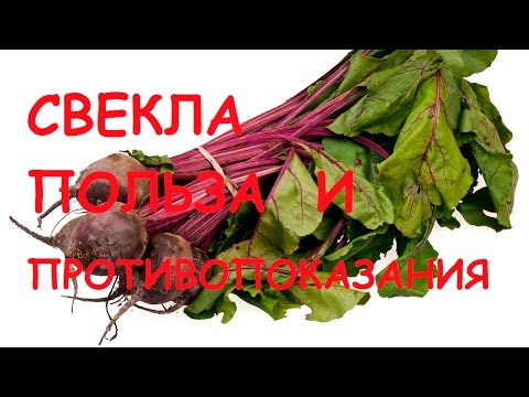 Свекла. Польза и вред для организма.