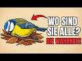 Warum du fast nie tote Vögel siehst — So sterben sie wirklich