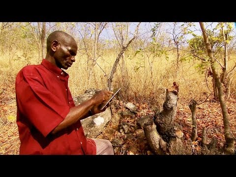 Video: Att gå till Chimpans Camp - En veterinärs uppehållsaktivitet i Tanzania