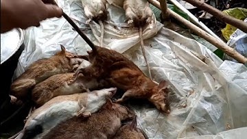 bấy chuột và bứa trưa trong rừng