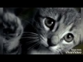 Грустная песня про кота ( Дворовый кот) 😢😥😔 до слёз