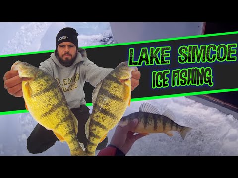 Ice Fishing Lake Simcoe - JUMBO PERCH