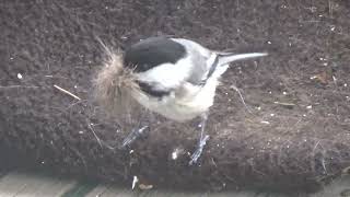chickadee collecting nesting material