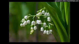 Lily of the Valley