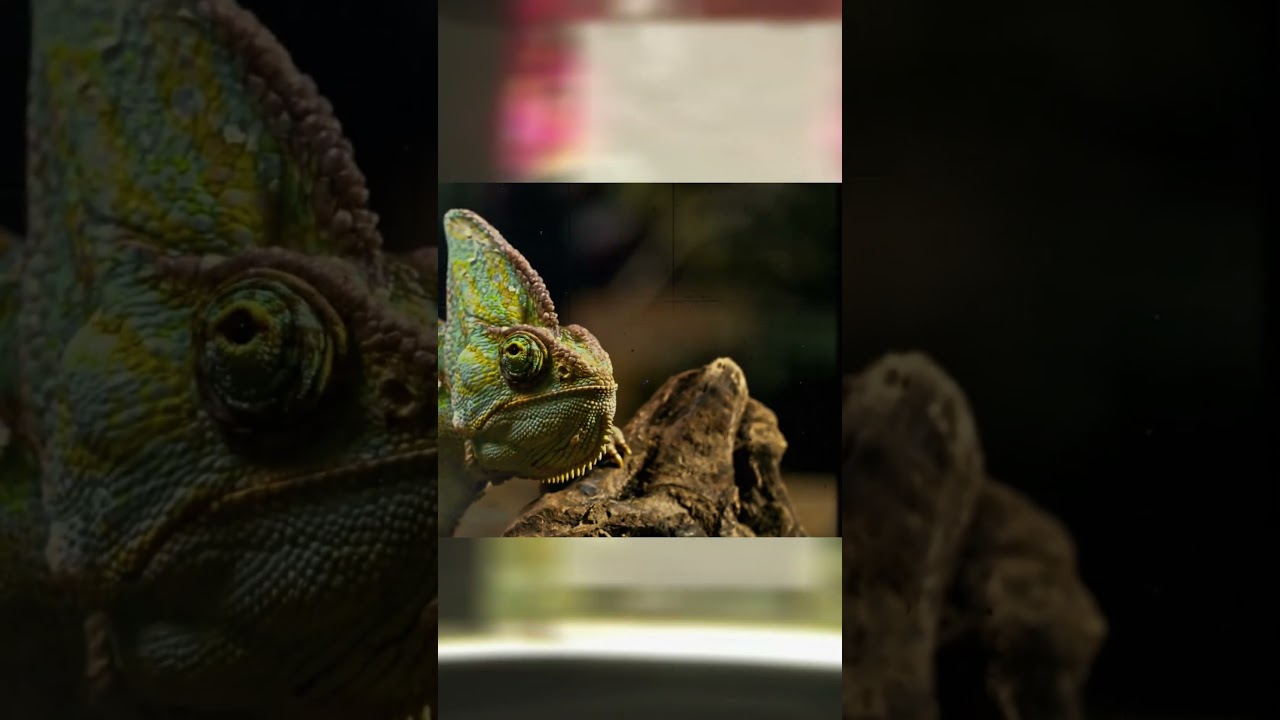 Liddicoatite Optical Effects