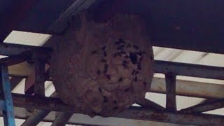 how to get rid of a wasp nest || 말벌집 제거