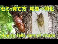 セミの育て方 飼育 羽化 方法 クマゼミ 蝉 捕まえ方 抜け殻 how to take care of cicadas