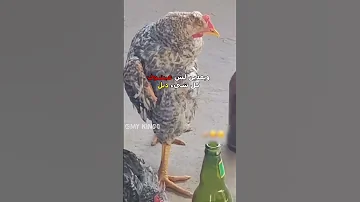 دجاج سكران مدبلج كوميدي دبلجة مضحكة ضحك اكسبلور السعودية My Kingo كوميديا Funny دوبلاج 