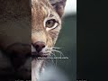 Рись 🐱 Таємничий хижак лісів