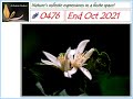 Ashrama Gardens Photo Video # 0476 - Nov 07, 2021 Edition - End Oct 2021 Clicks