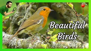 Beautiful Birds - The European Robin @GregsWildlife