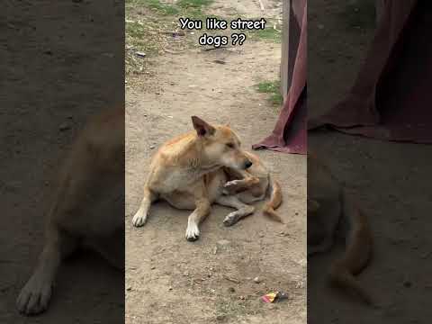 You like street dogs 🐶 ||  #puppy #dog #dogshorts #viral #youtubeshorts #shorts