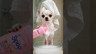 My Chihuahua Has A Better Social Life Than Me