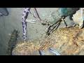🐟️Diving under the sea to catch eels, crabs and sea cucumbers | Part 253-2