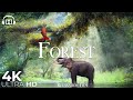 Forest 4K 🐘 Rainforest Relaxation Film - Peaceful Relaxing Music - Nature 4k Video UltraHD