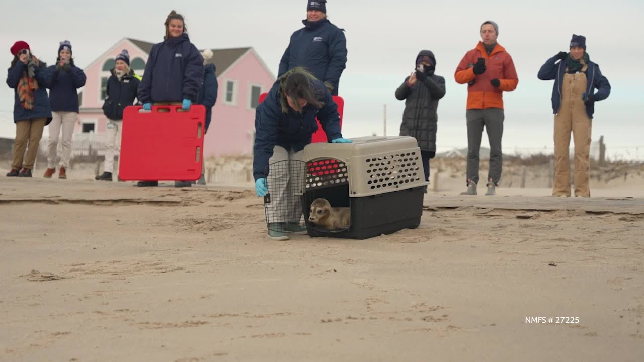 Mystic Aquarium releases rehabilitated seal into wild