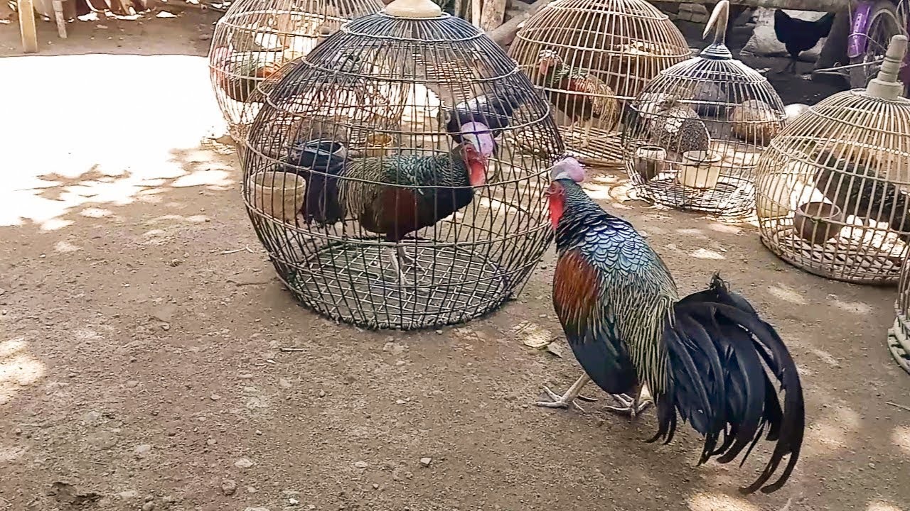 Ayam hutan ini dapat juara 3 nasional saat lomba tahun 2018 di lombok