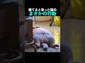 寝てると思った猫のまさかの行動