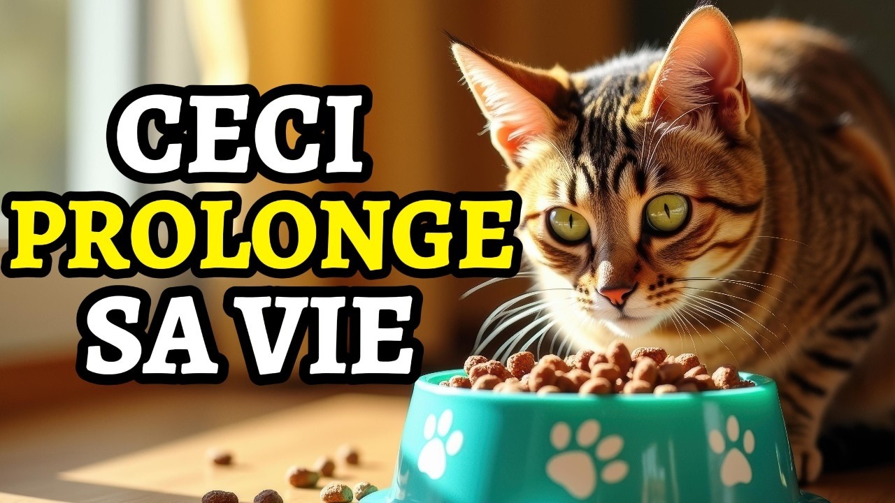 Attention Propriétaires de Chats : : 7 Aliments Indispensables Pour Qu’il Vive Plus Longtemps