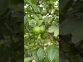 🍋 Limón de Castilla criollo cultivado en Biogranjas KRISTAL 🌿Producción natural, agricultura rural