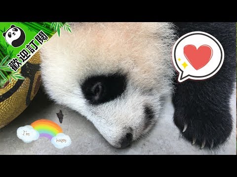 《熊貓主題趴》奶媽，爲什麽要把我吵醒？ | iPanda熊貓頻道