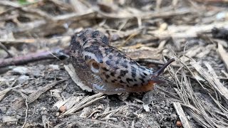 The Biggest Slug in the World! Leopard slug
