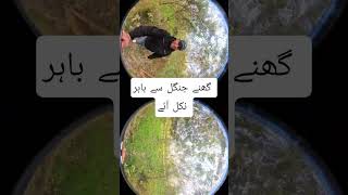 Changa Manga Jungle Deep And Dangerous #trevaldocumentary #mustwatchshort #ghoustplanet #paktourism