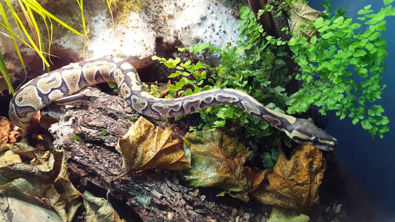 Royal python natural habitat vivarium part 1 - YouTube